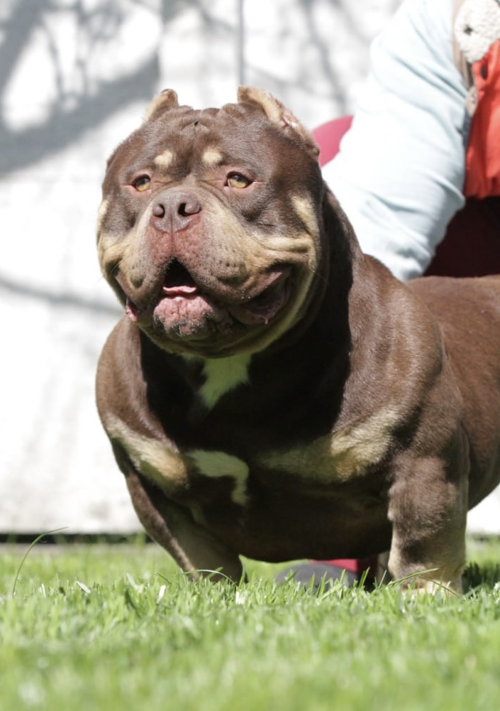 COLOR BOMB BULLIES TRAPPER — Night Drakula Kennel